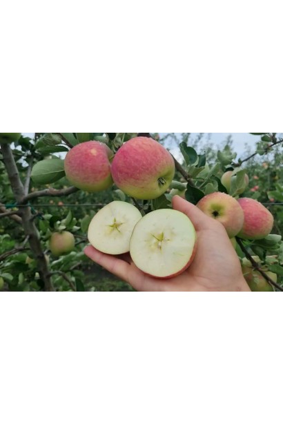 Жовтувато-біла м'якоть яблука Пірус